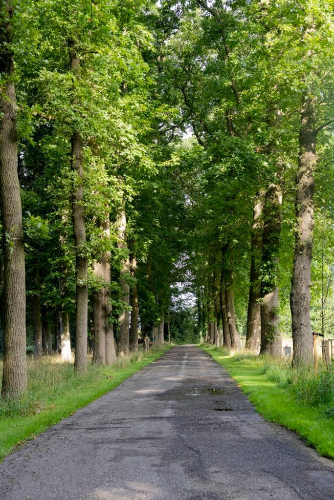 Statige bomenlaan, entree naar Bonkert Buiten