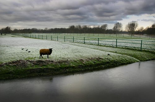 Delftse hout winter.jpg