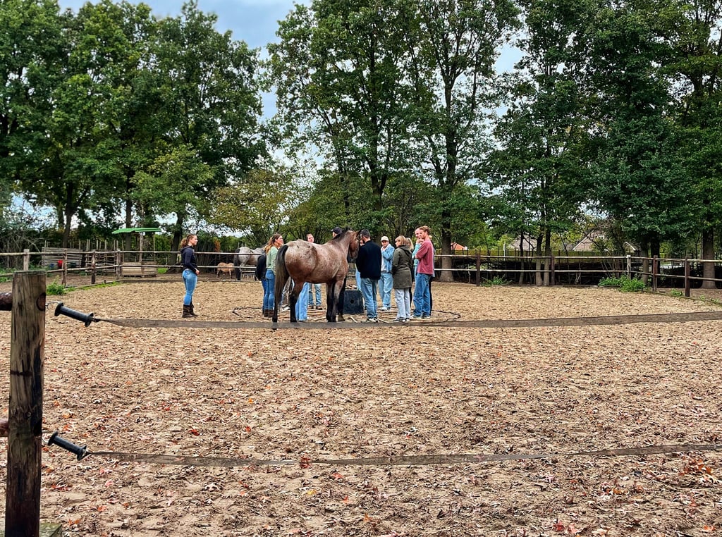 Paardencoaching voor teams