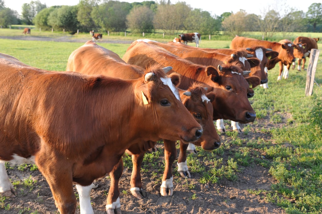 Kudde Brandrode Runderen 