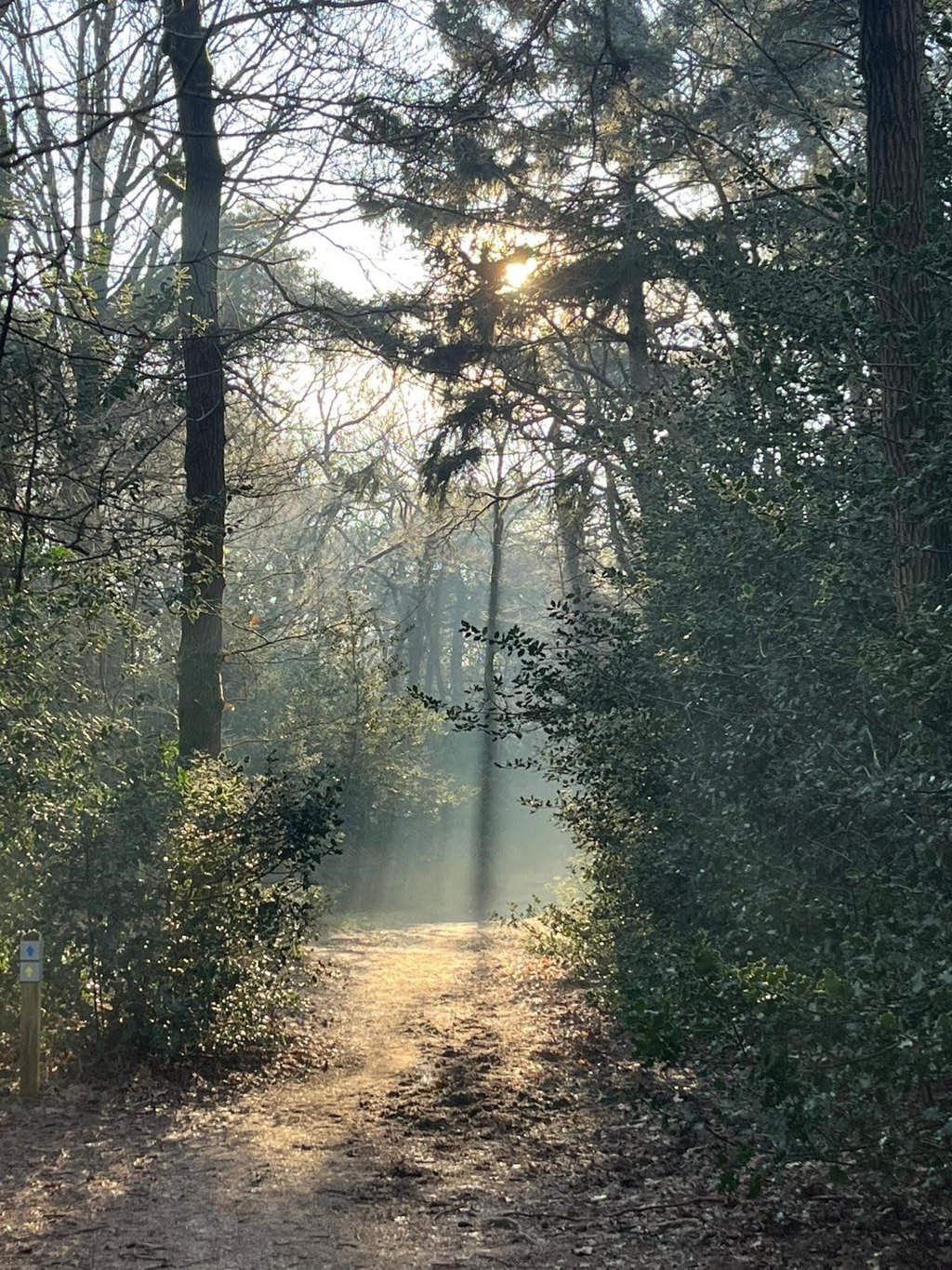 Bos met schemerende zon