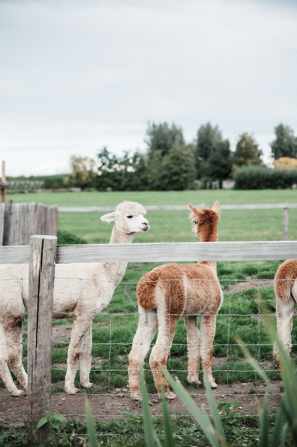 alpaca's op het landgoed