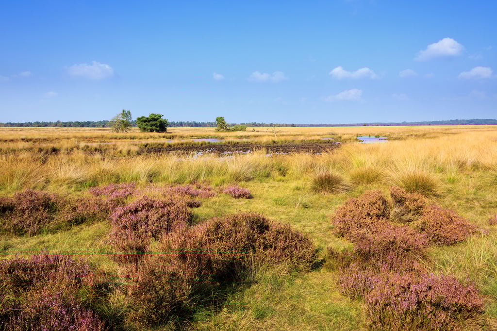 Heide_veld_bloei_lucht_blauw_Landschap_liggend_jurjen_drenth (2) (1).jpg