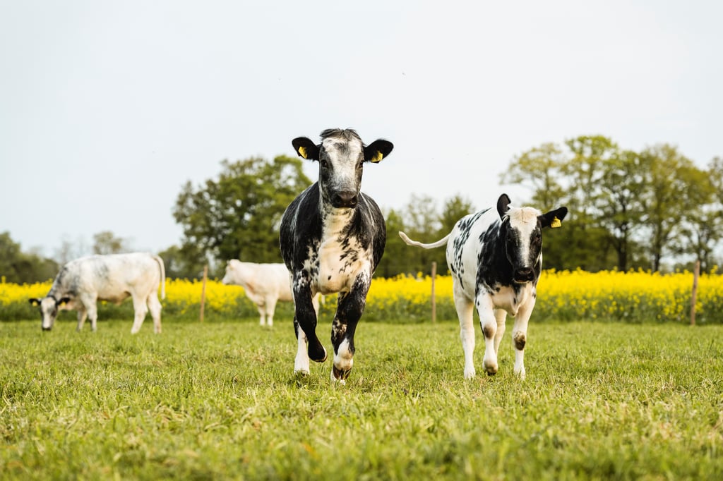 Groot Obbink, duurzame warmte met koolzaad
