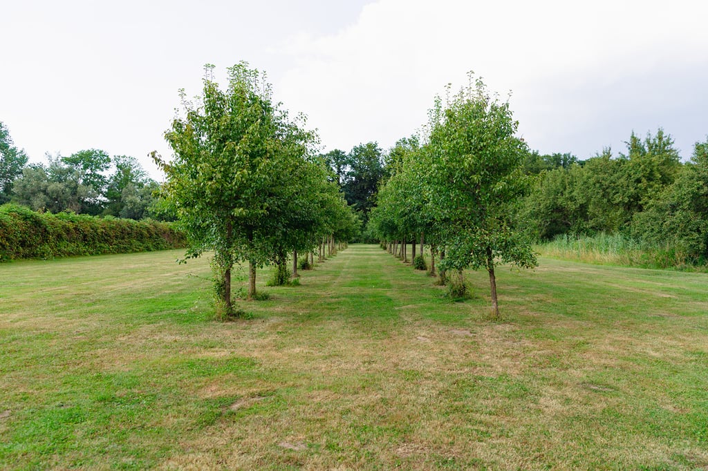 Buiten 4 Boomgaard.jpg