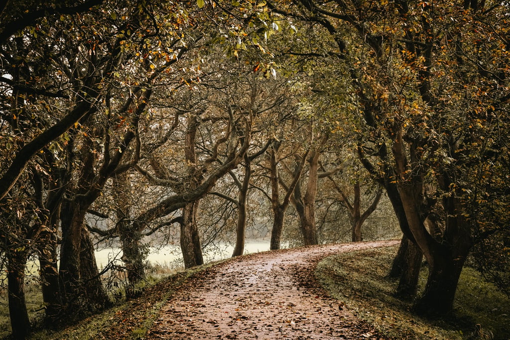 Tess Korevaar Fotografie_Mariënwaerdt_Herfst_9707-2 (1) (1).jpg