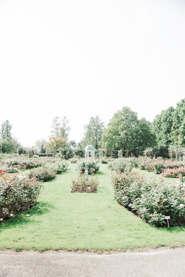 Rosarium (1)