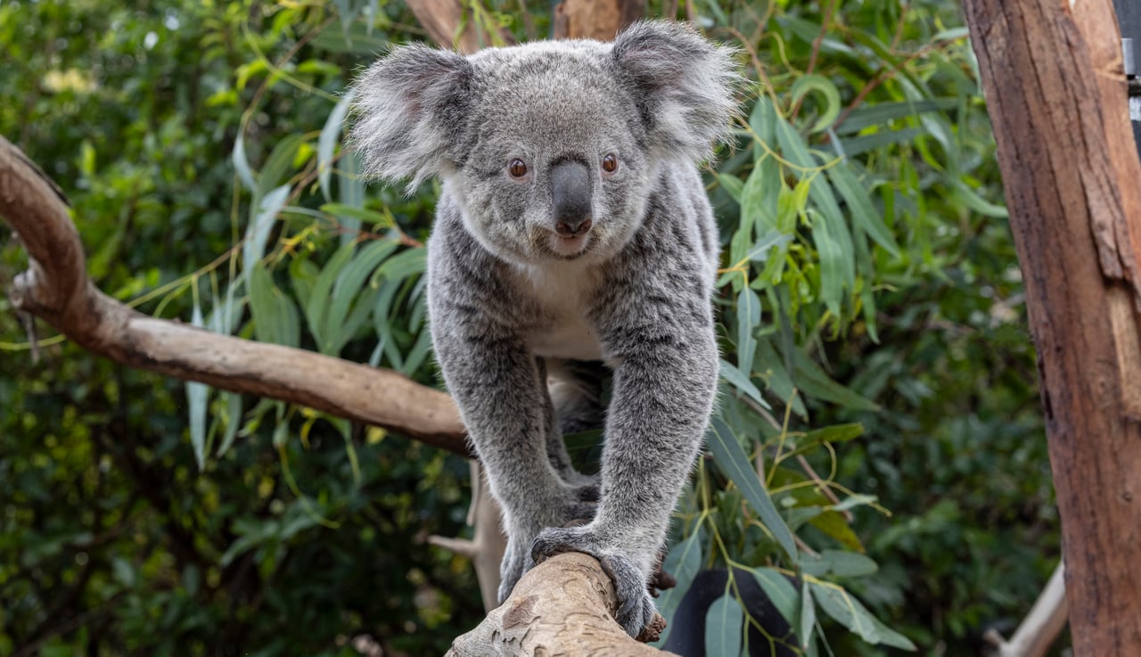 Koala.jpg
