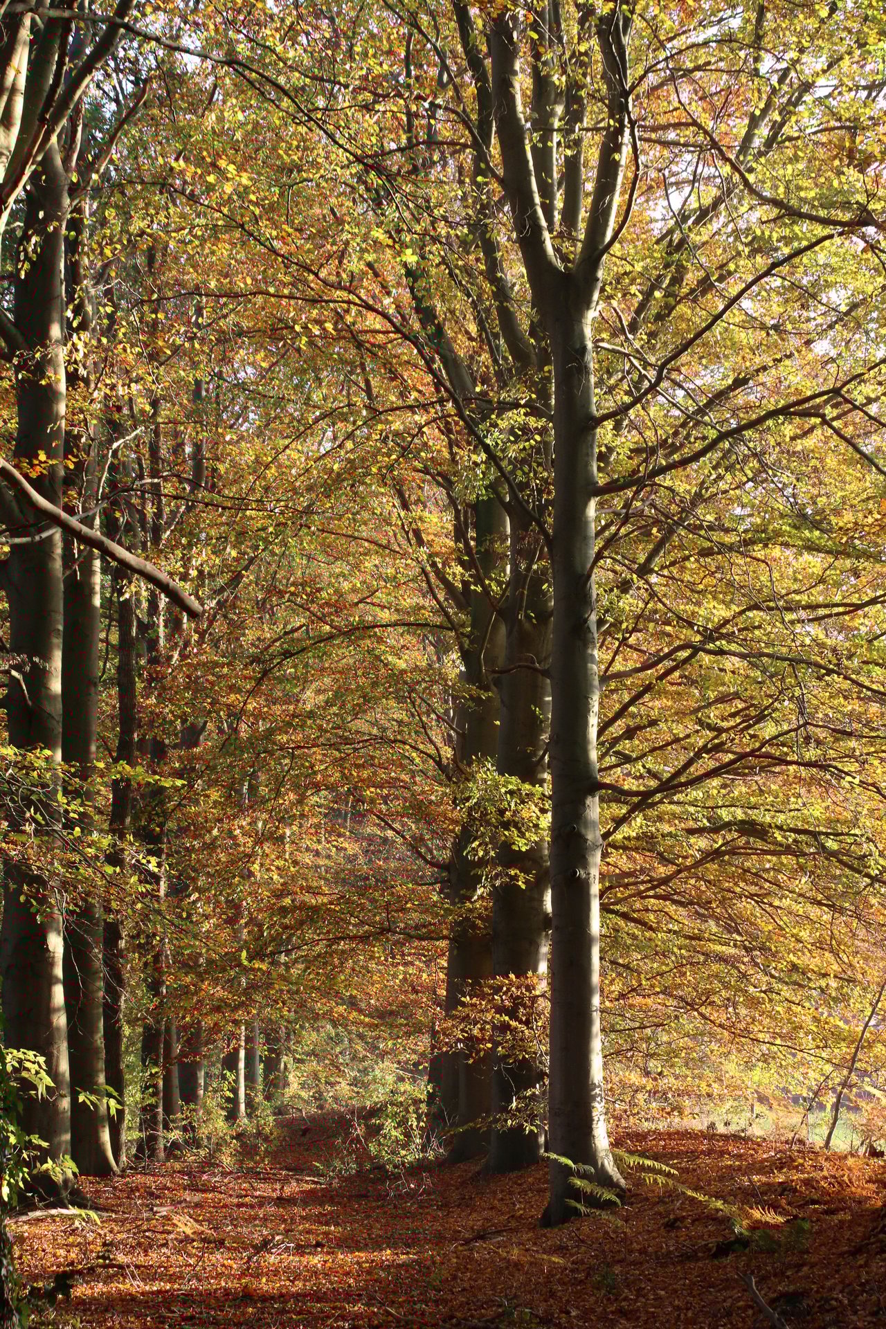 Herfst