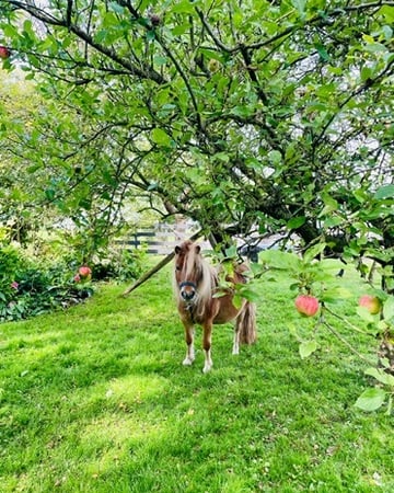 Pluk onder de appelboom