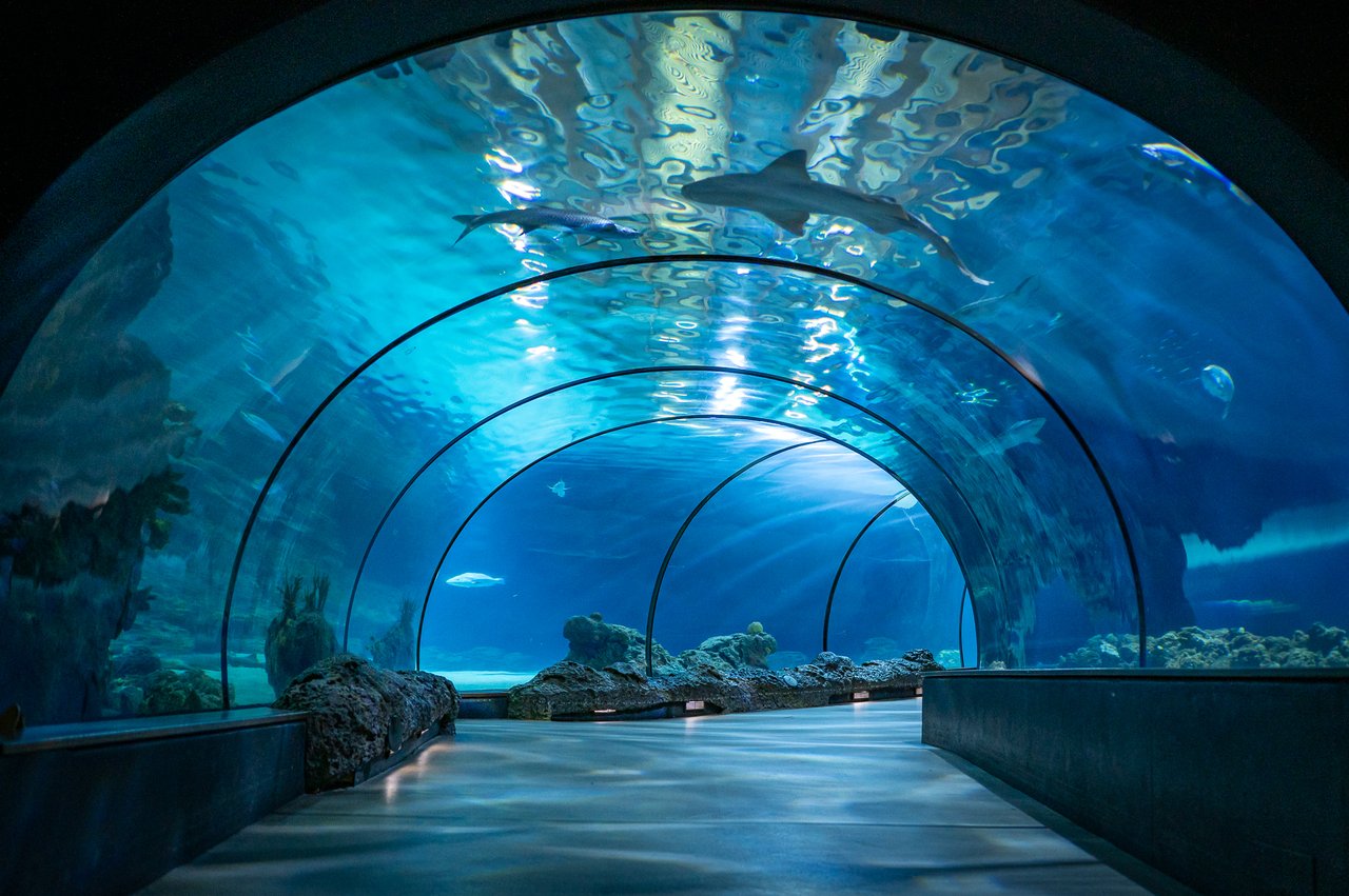 Haaientunnel Diergaarde Blijdorp