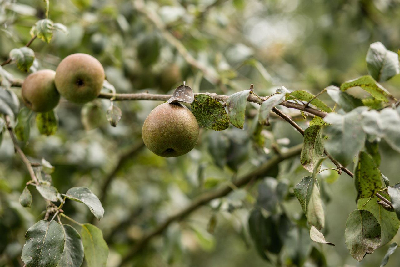 Bestelling landgoed Loenen deel 1- web resolutie-80.jpg