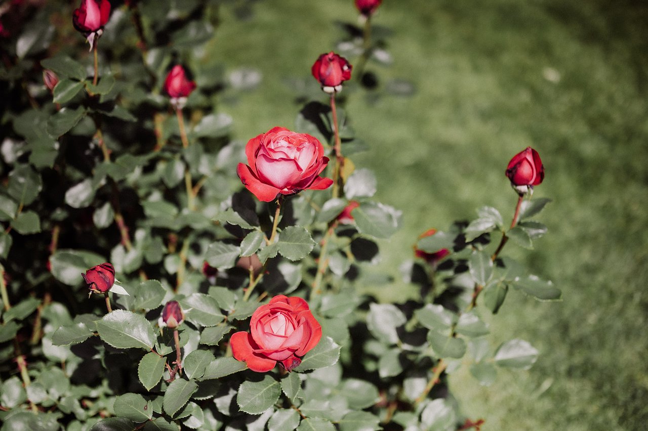 De rozen in de Rozentuin
