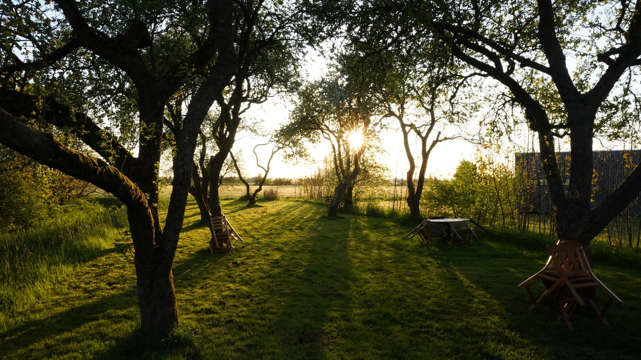 De boomgaard met hoogstamfruitbomen