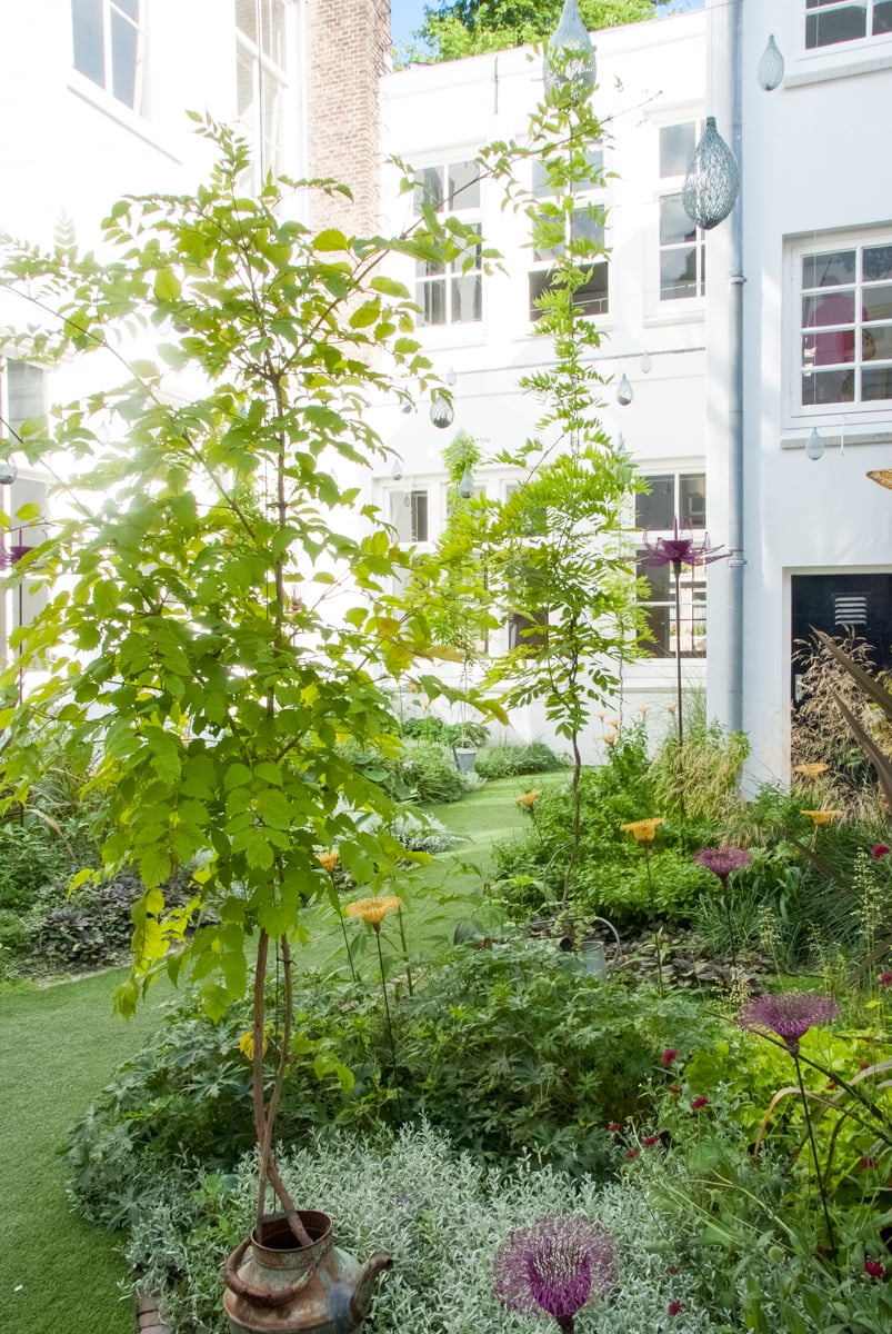 Fairytale Garden - Plants