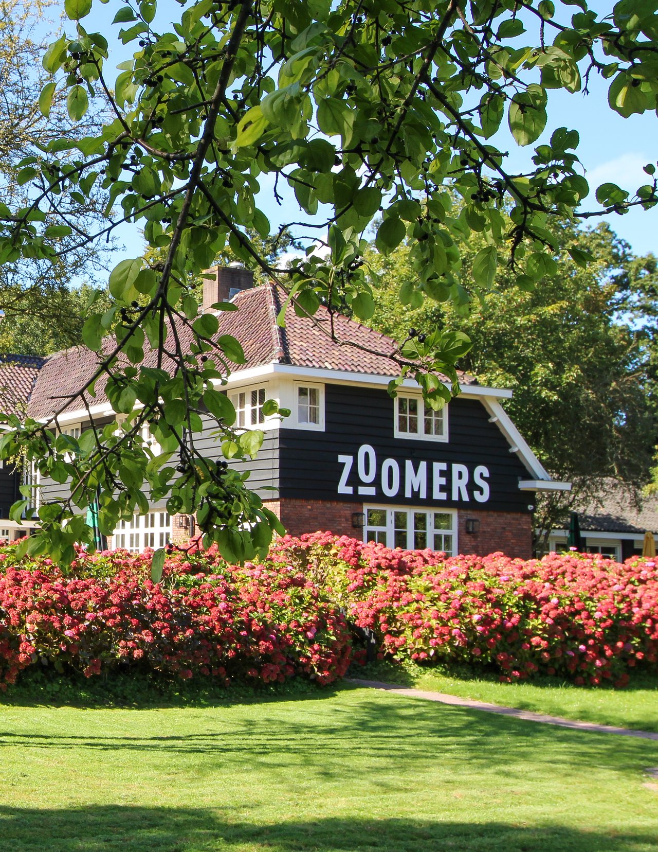 Zoomers bos.jpg