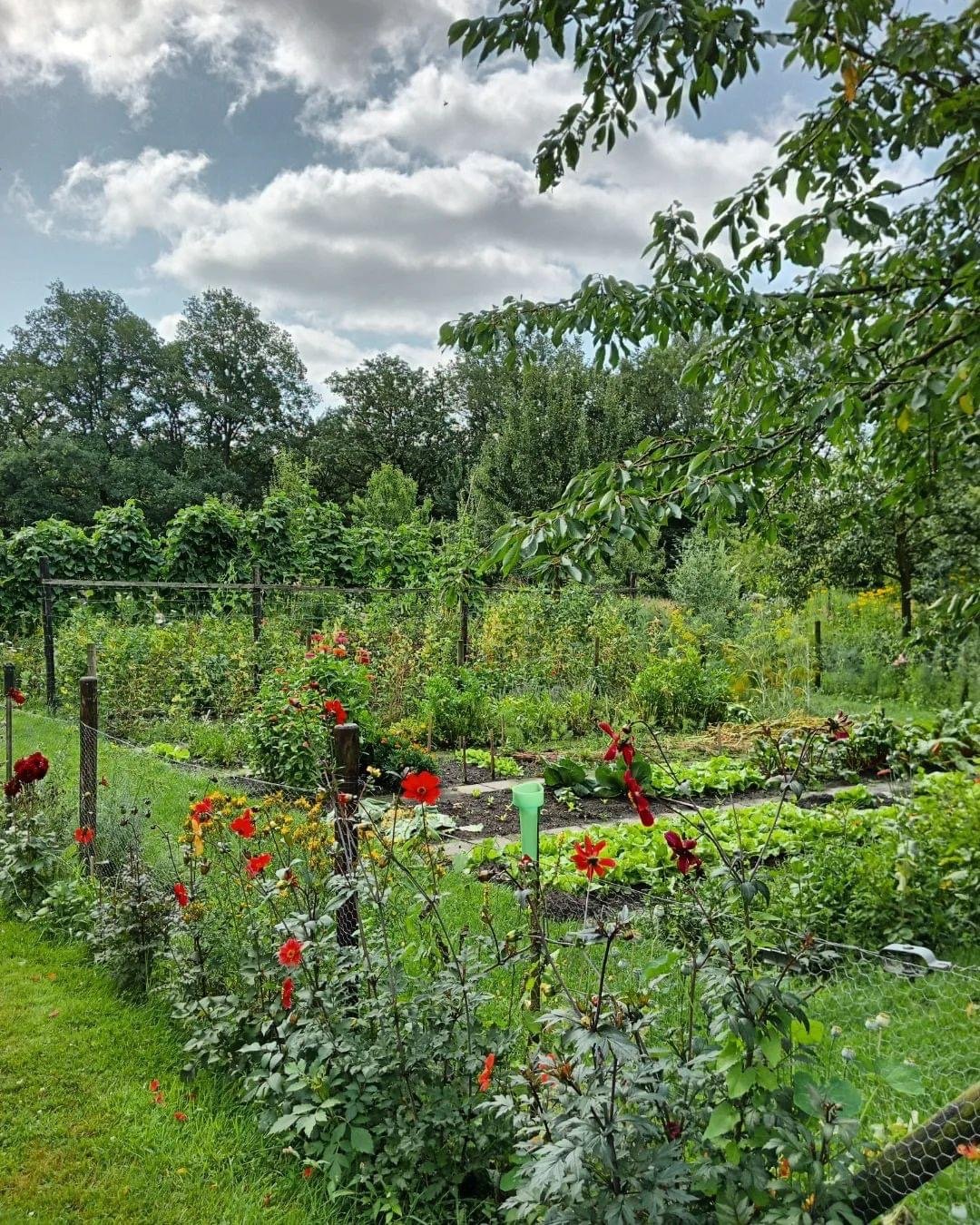 De moestuin