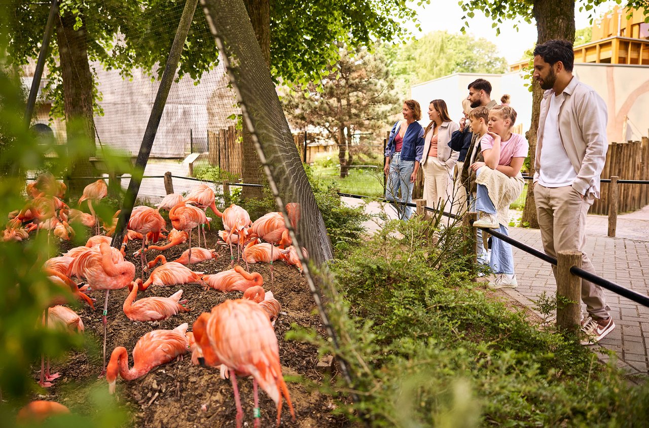 Flamingo's