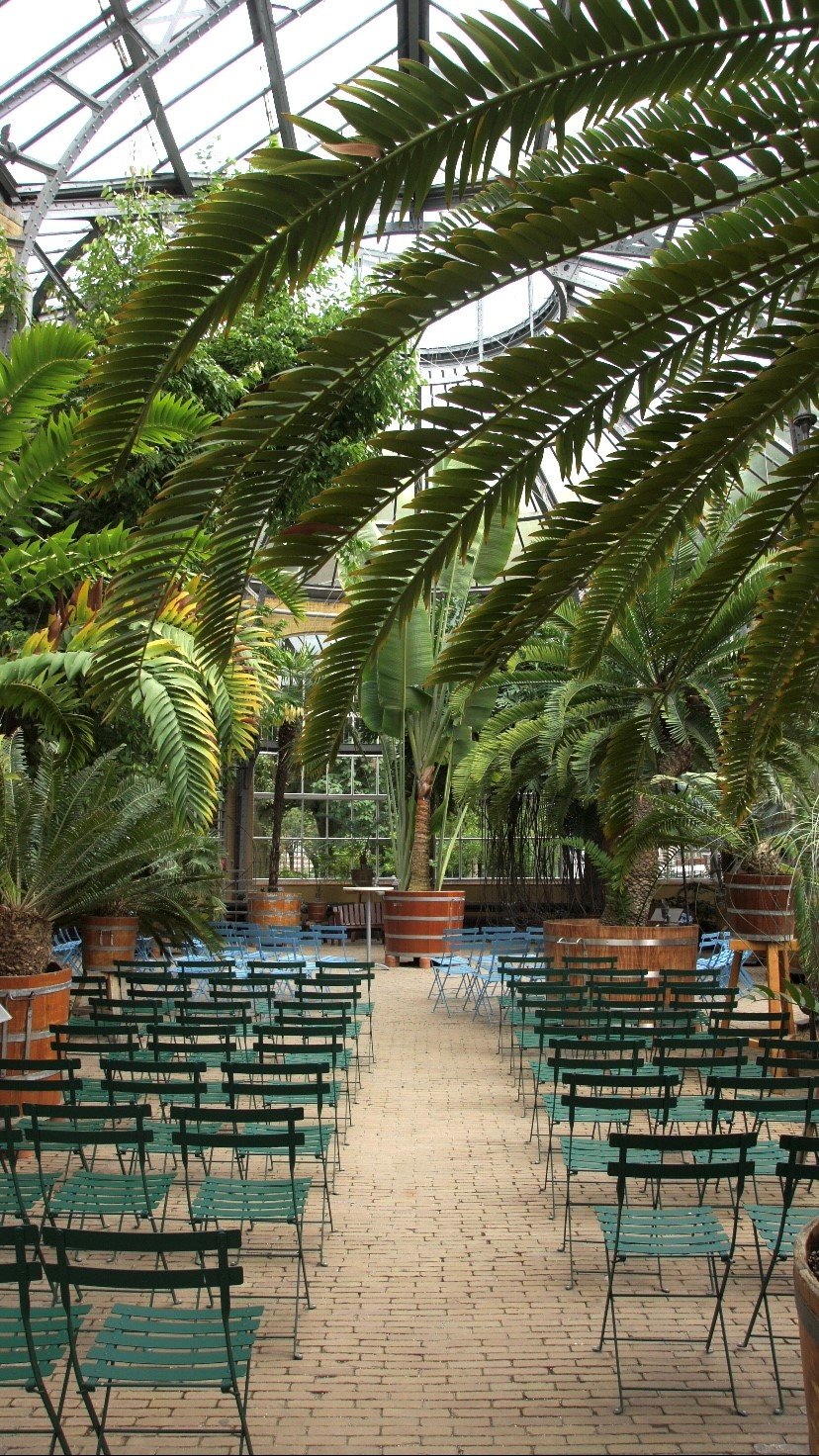 Palmenkas