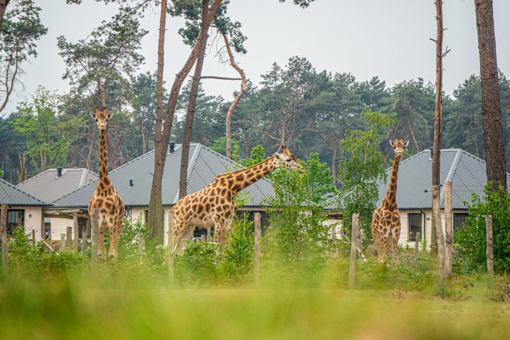 safari-resort-59-2.jpg