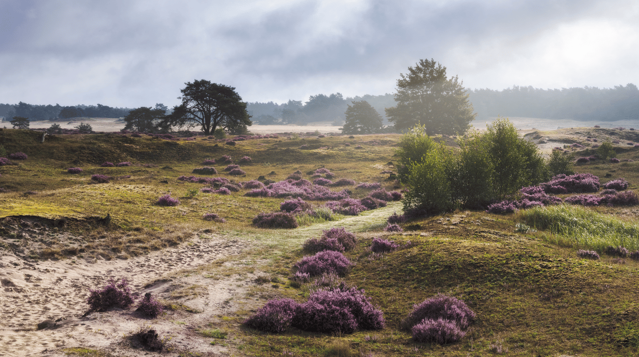 Veluwe natuur