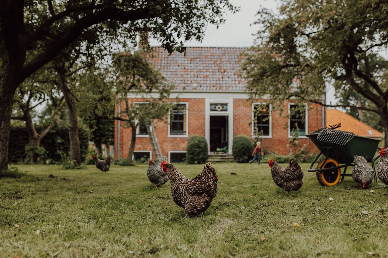 Boerderij met kippen - Stella Dekker.jpg