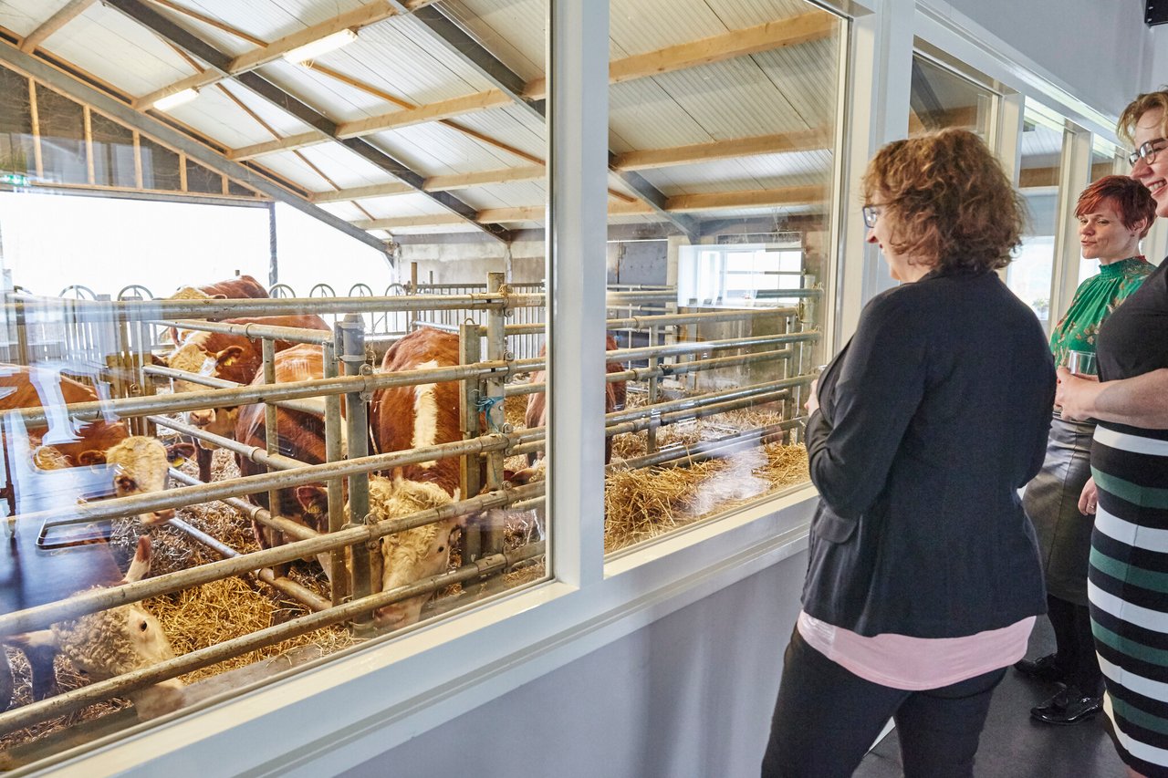Uitzicht op de Hereford ossen in de stal