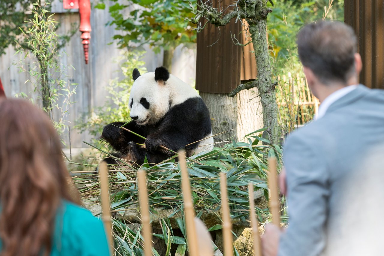 Pandasia 4.jpg