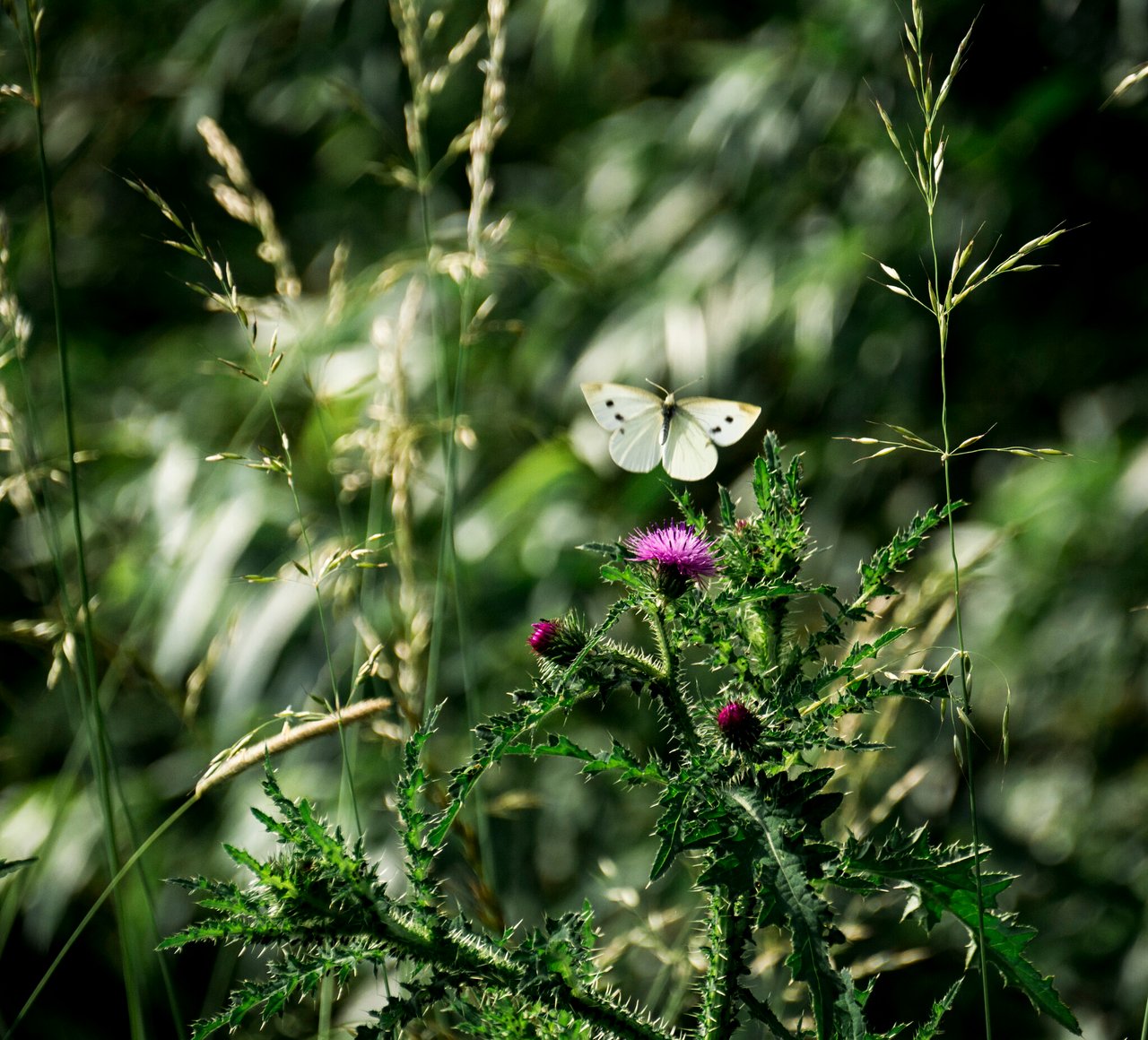 Prachtige natuur van Fort Altena