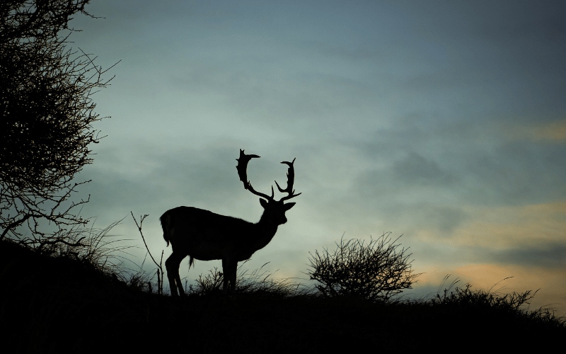Herten in de duinen