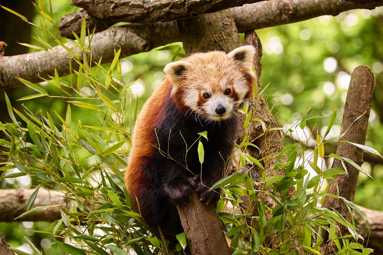 Rode Panda