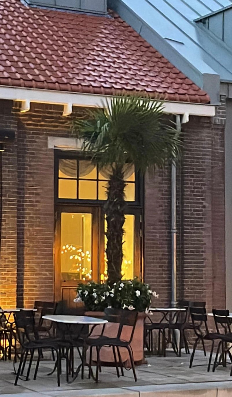 Terras palmboom.jpg