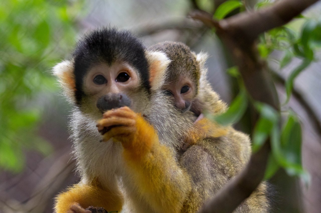 Doodshoofdaapje_Ouwehands Dierenpark.jpg