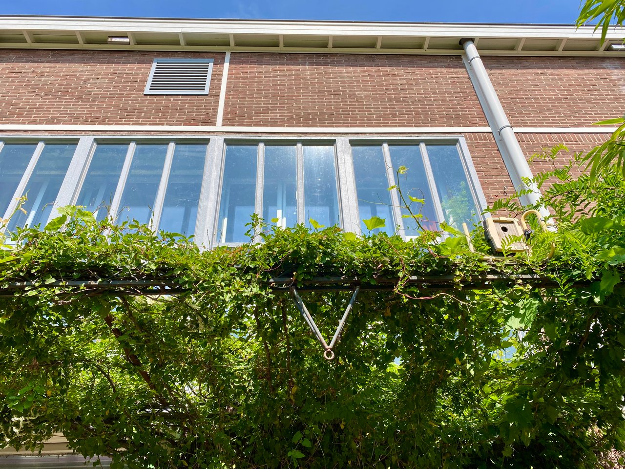 Groene overkapping van bruidsluier en druif