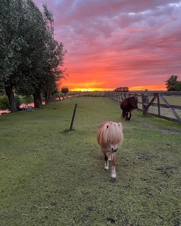 Zonsondergang Op 't land