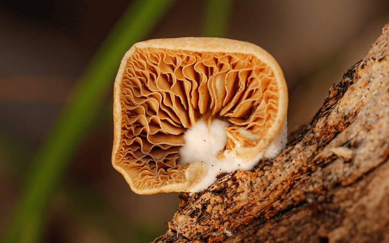 Natuur