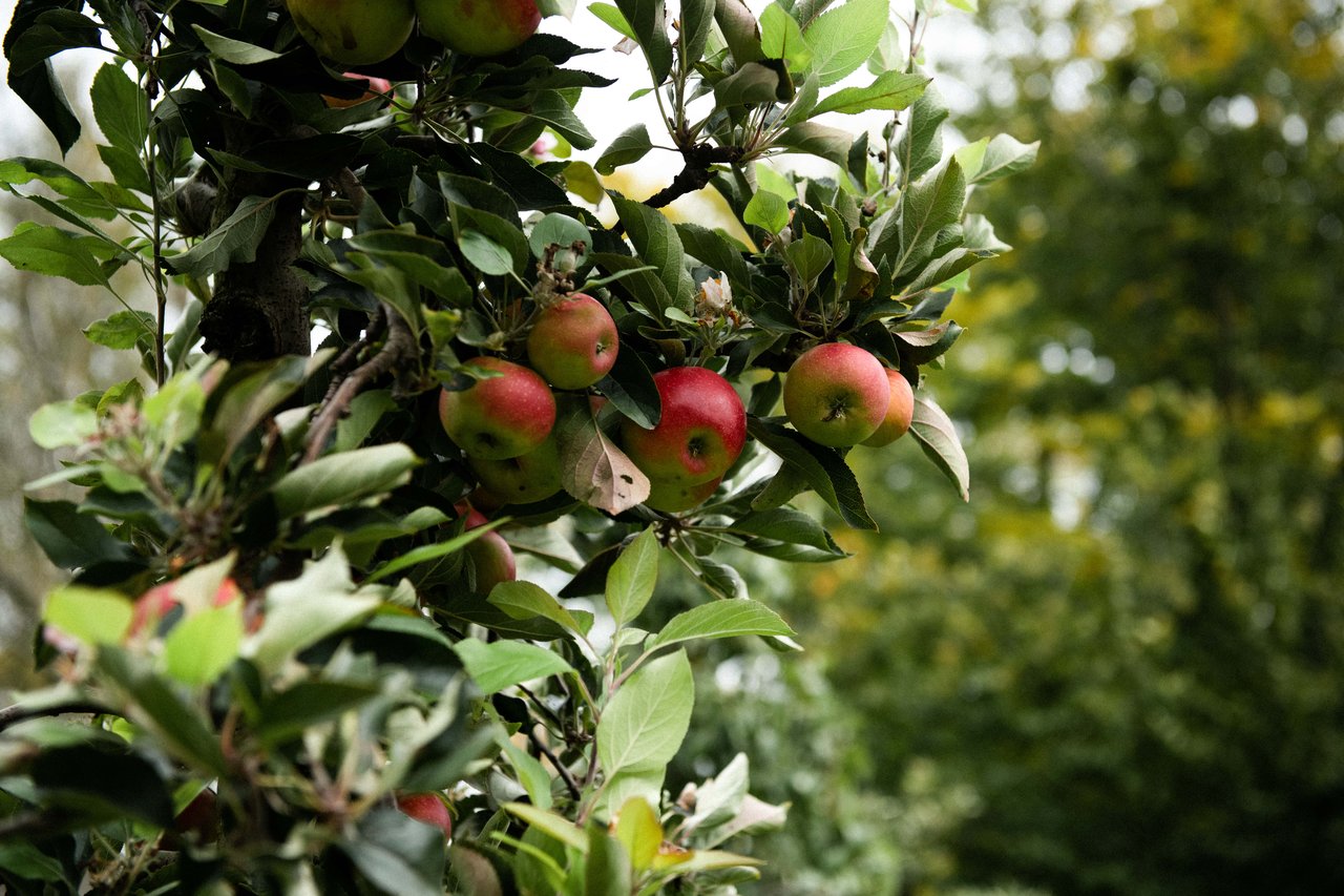 Het park van de Ondernemershoeve in de Betuwe
