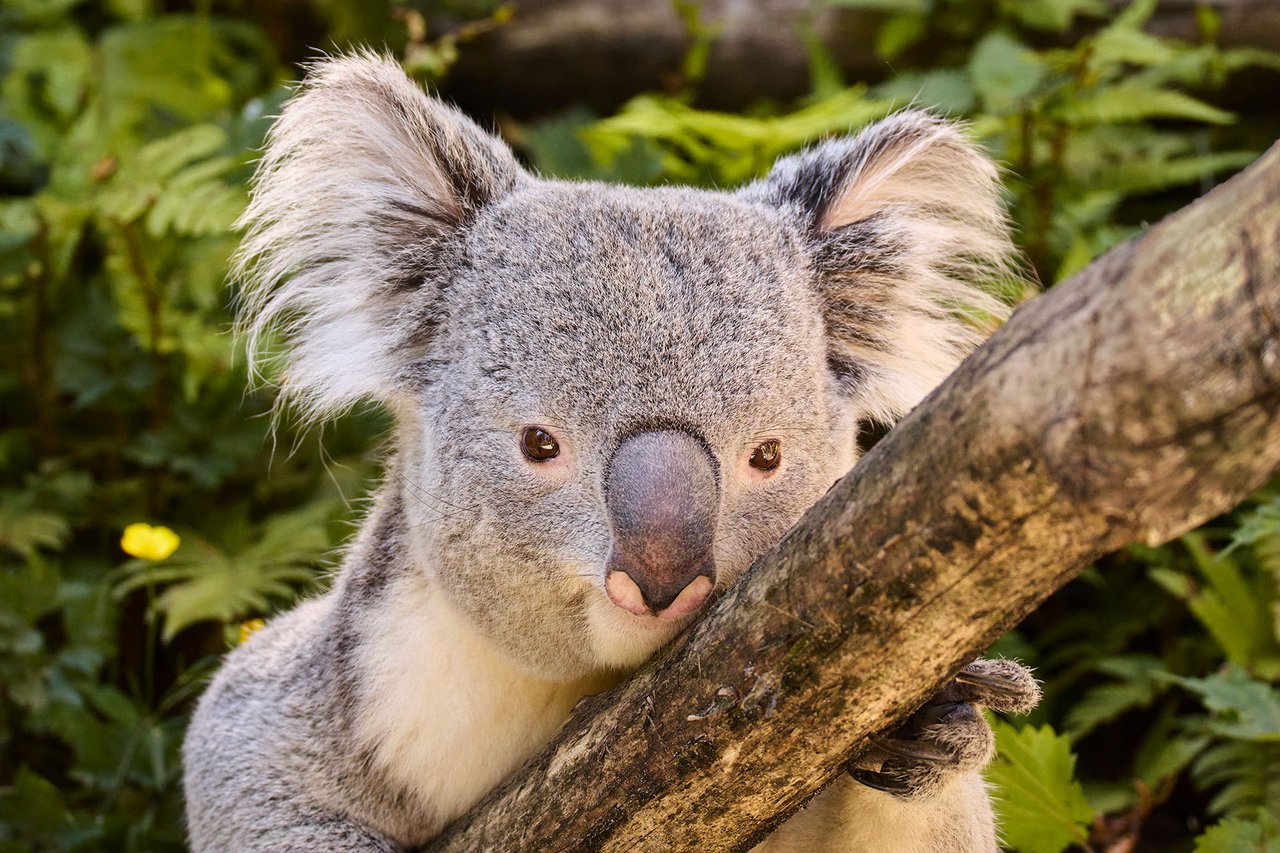 Koala