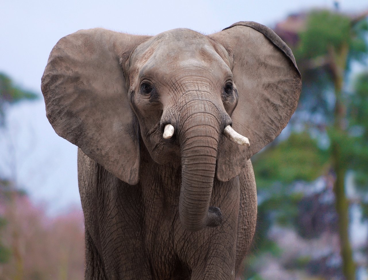 Afrikaanse olifant_Ouwehands Dierenpark.jpg