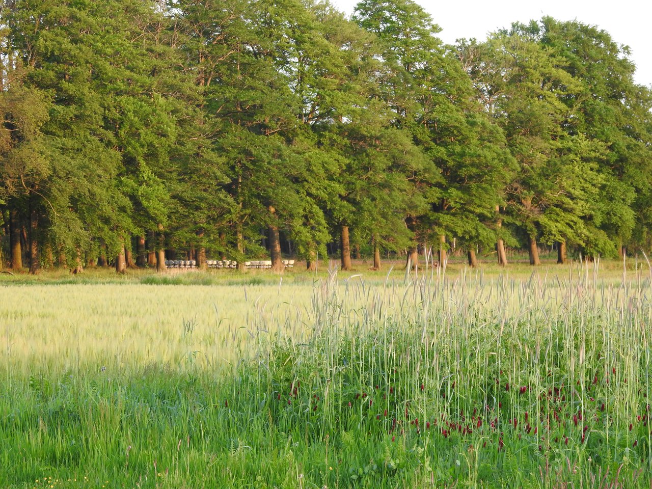 DSCN4474.JPG