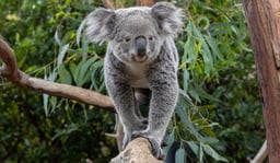 koala.jpg (1)